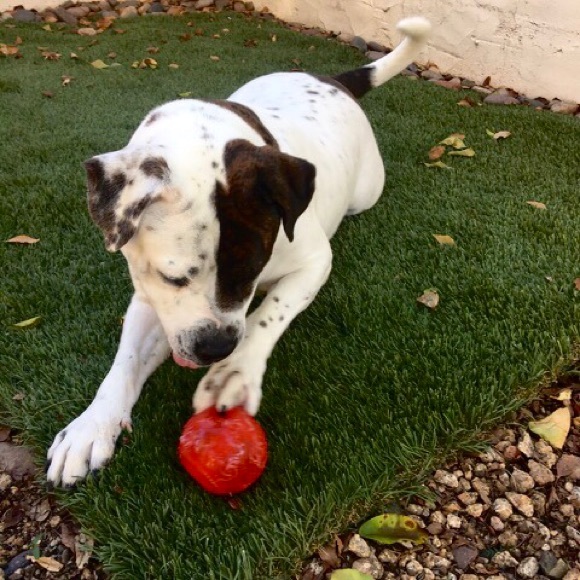 Meet your Poshers!  Chandra, Bear, and Meadow! - Picture 8 of 8